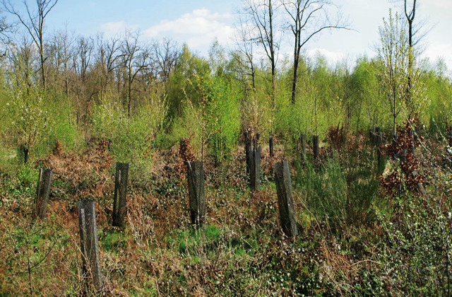 Les aides régionales sur la forêt pour les collectivités