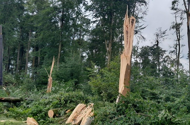 Fermeture d'une partie de la forêt domaniale de Lyons à cause des dégâts de l'orage