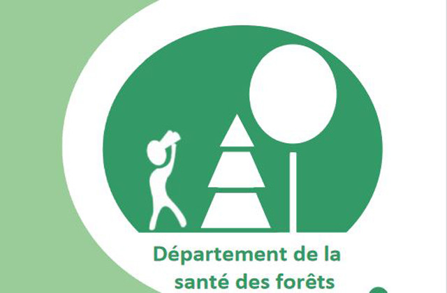 Consulter le bilan 2021 de la santé des forêts normandes