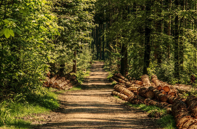 Plan de relance et mesures pour la filière forêt-bois