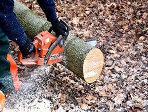 Photo filière forêt bois 