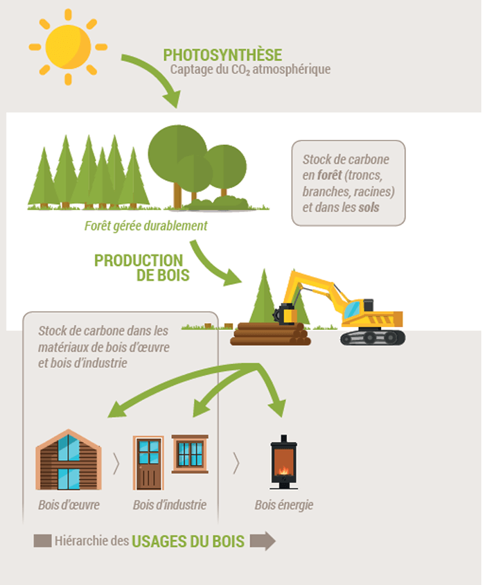 Ecosystème de forêt